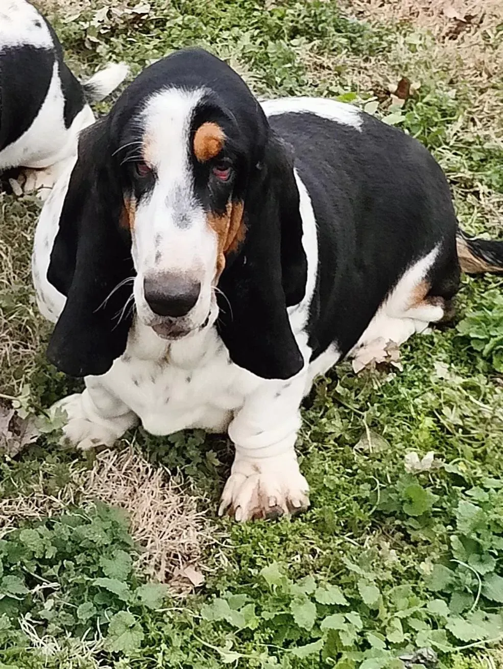 basset hound