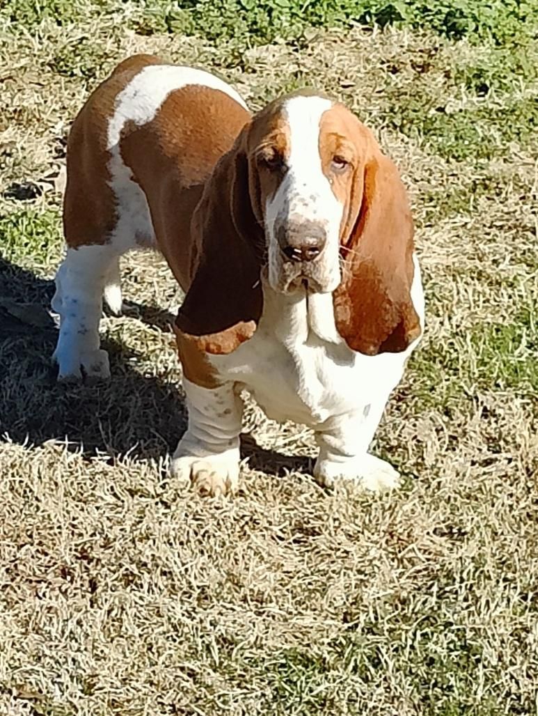 basset hound