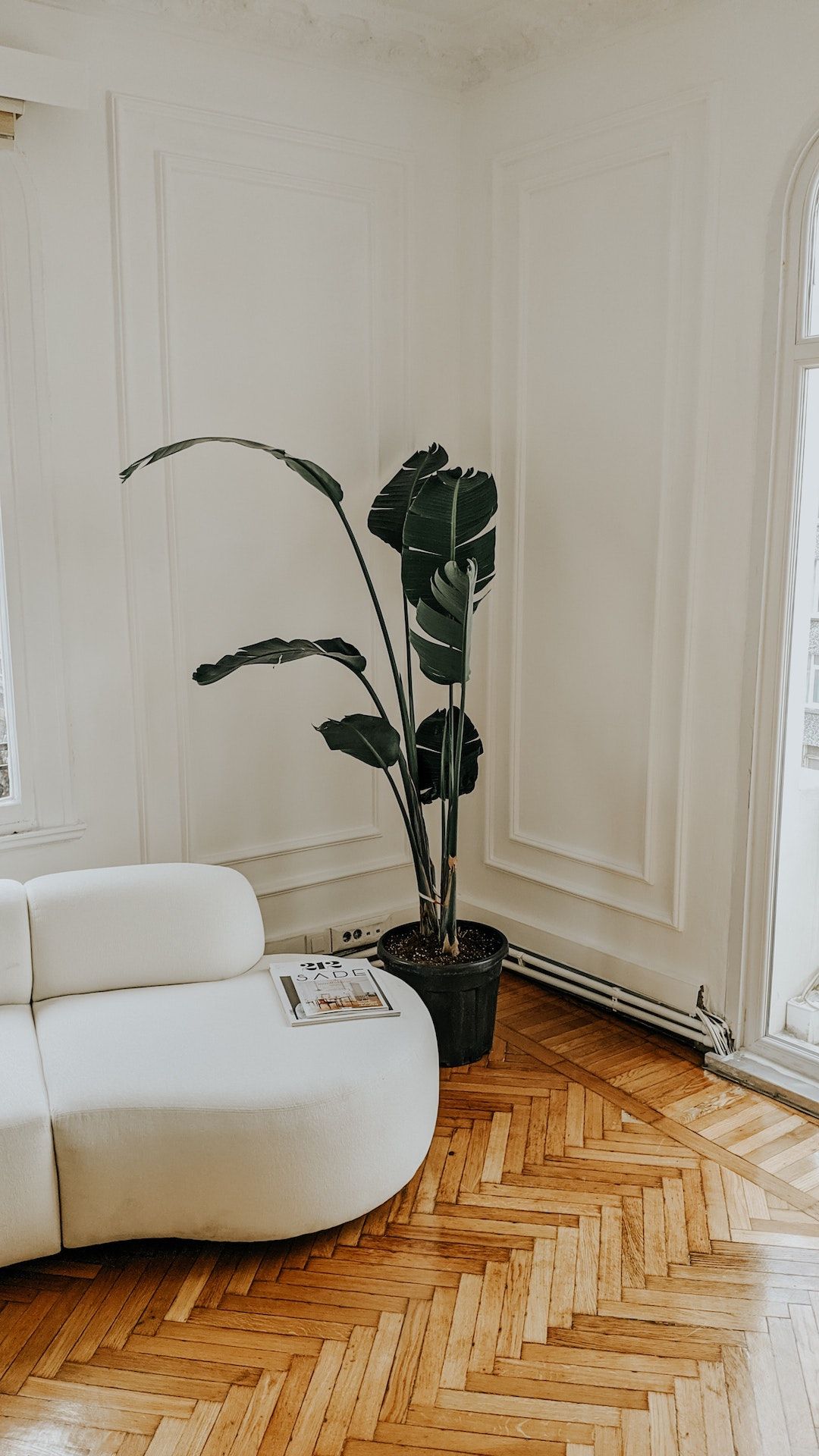 A living room with a white couch and a potted plant.