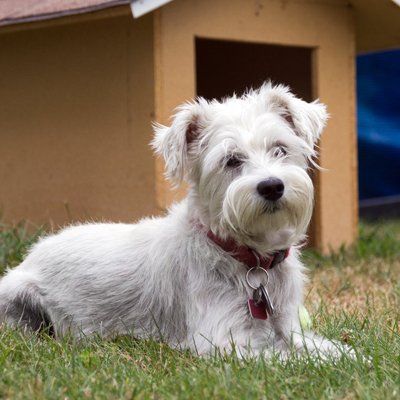 Schnauzer dog laying on grass