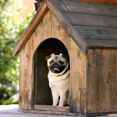 Pug in dog house
