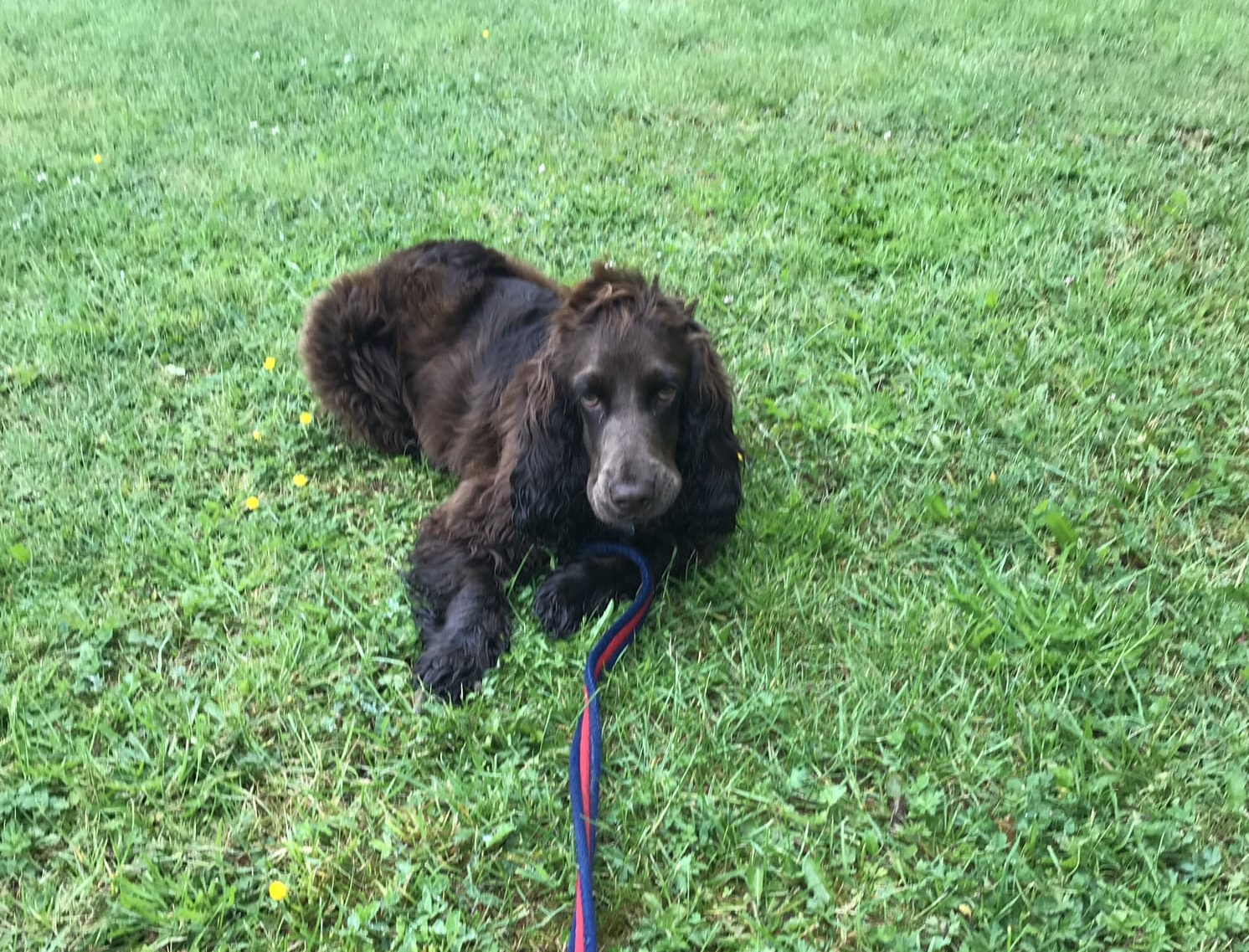 Cocker Spaniel laying on grass