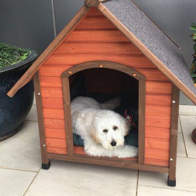Portrait Of Dog Relaxing In Kennel