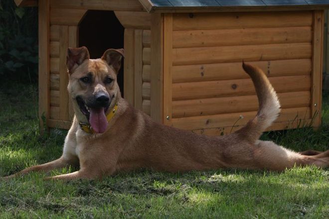 Large and small dogs in a pet boarding facility
