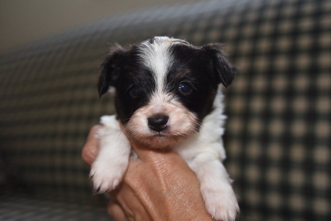 A papillon puppy