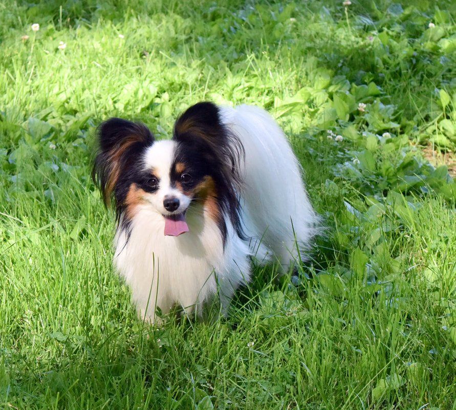 A happy papillon outside