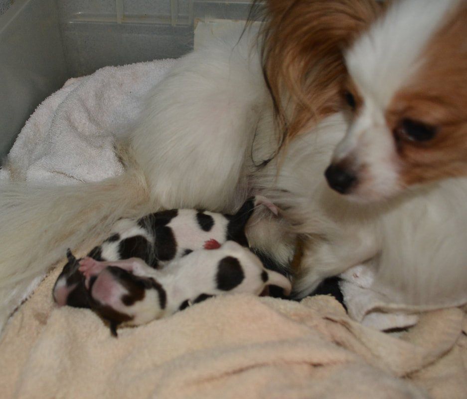 A papillon mom and her puppies