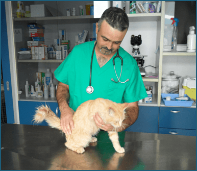 dottore controlla gatto