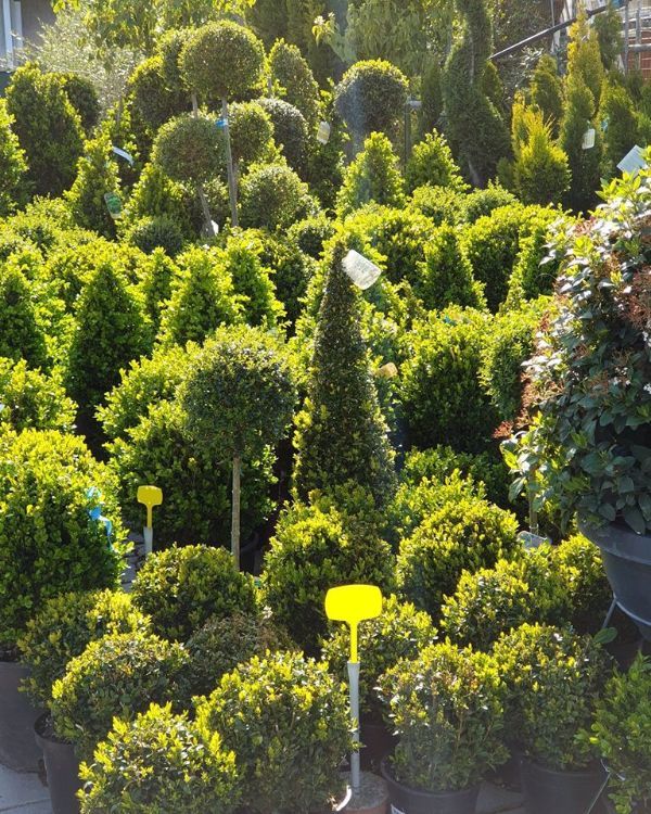 bosso buxus