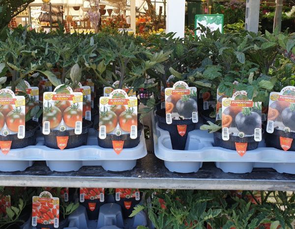 Piante di pomodori 2