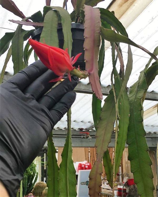 Fiore di pianta grassa