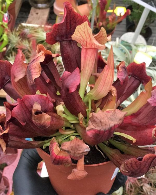 Dettaglio pianta grassa