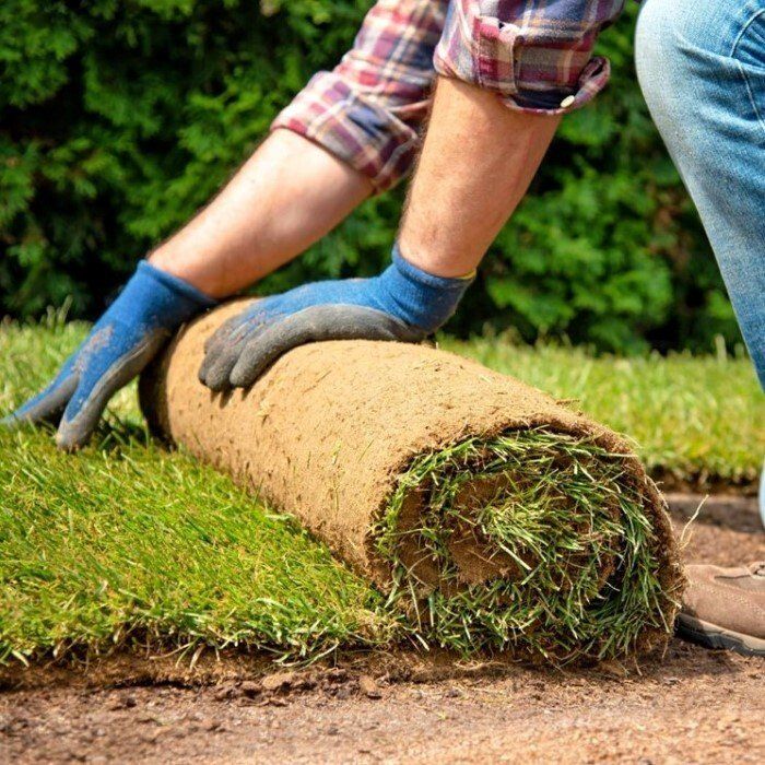 Prato a rotoli prato in zolle