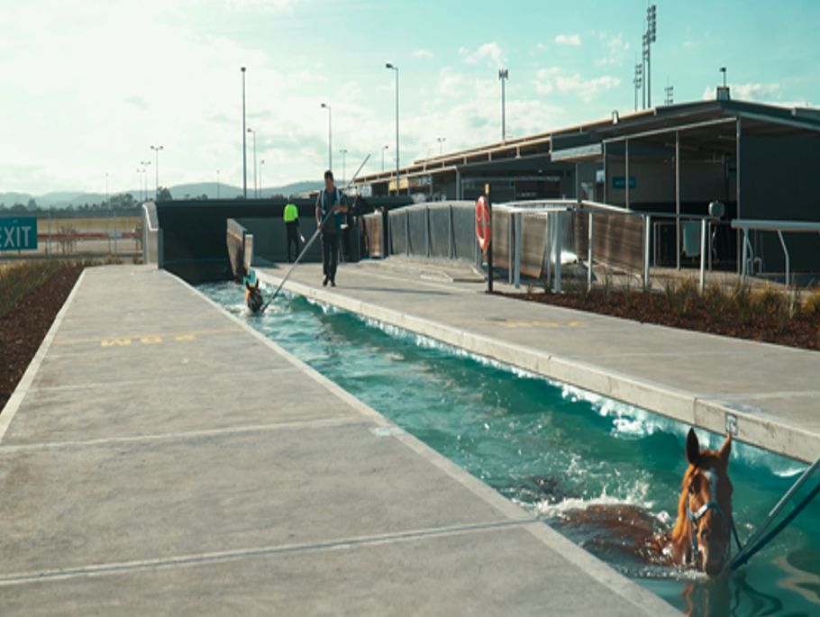 Swimming Horse — Concrete Pumping in Berrimah, NT