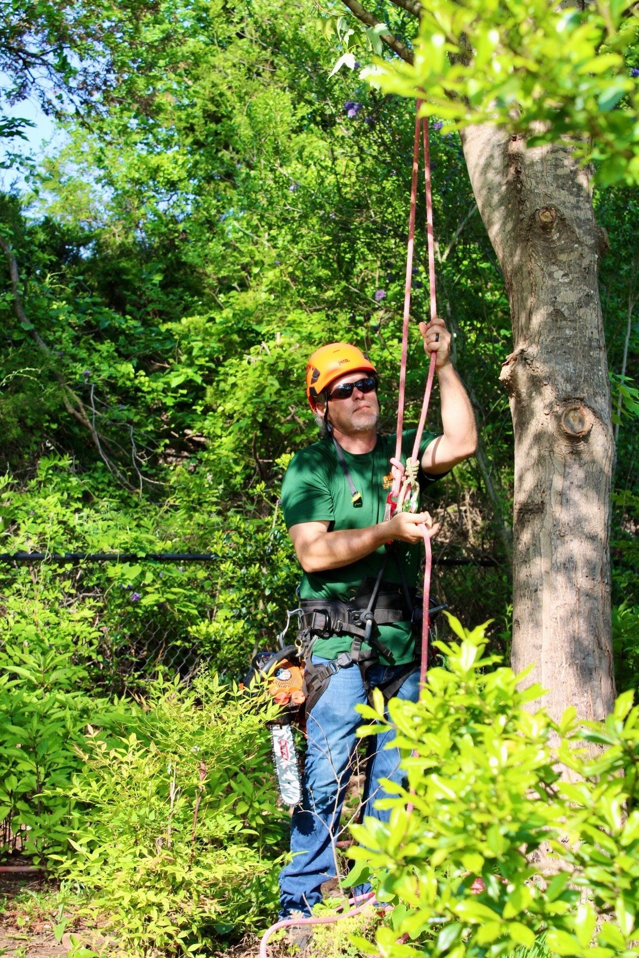 Branch Pruning — Enid, OK — Professional Tree Care