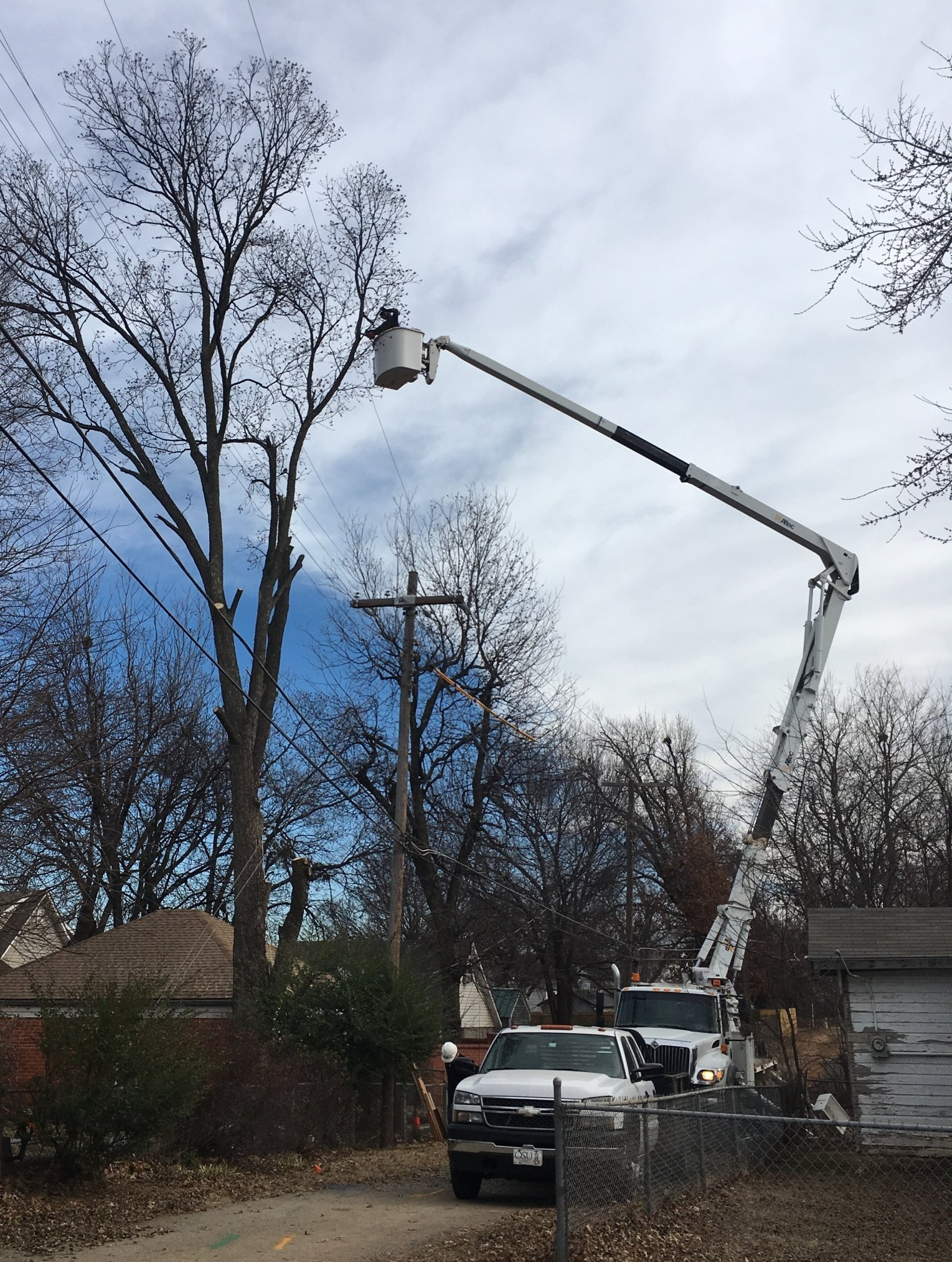 Young Tree With Net Protection — Enid, OK — Professional Tree Care