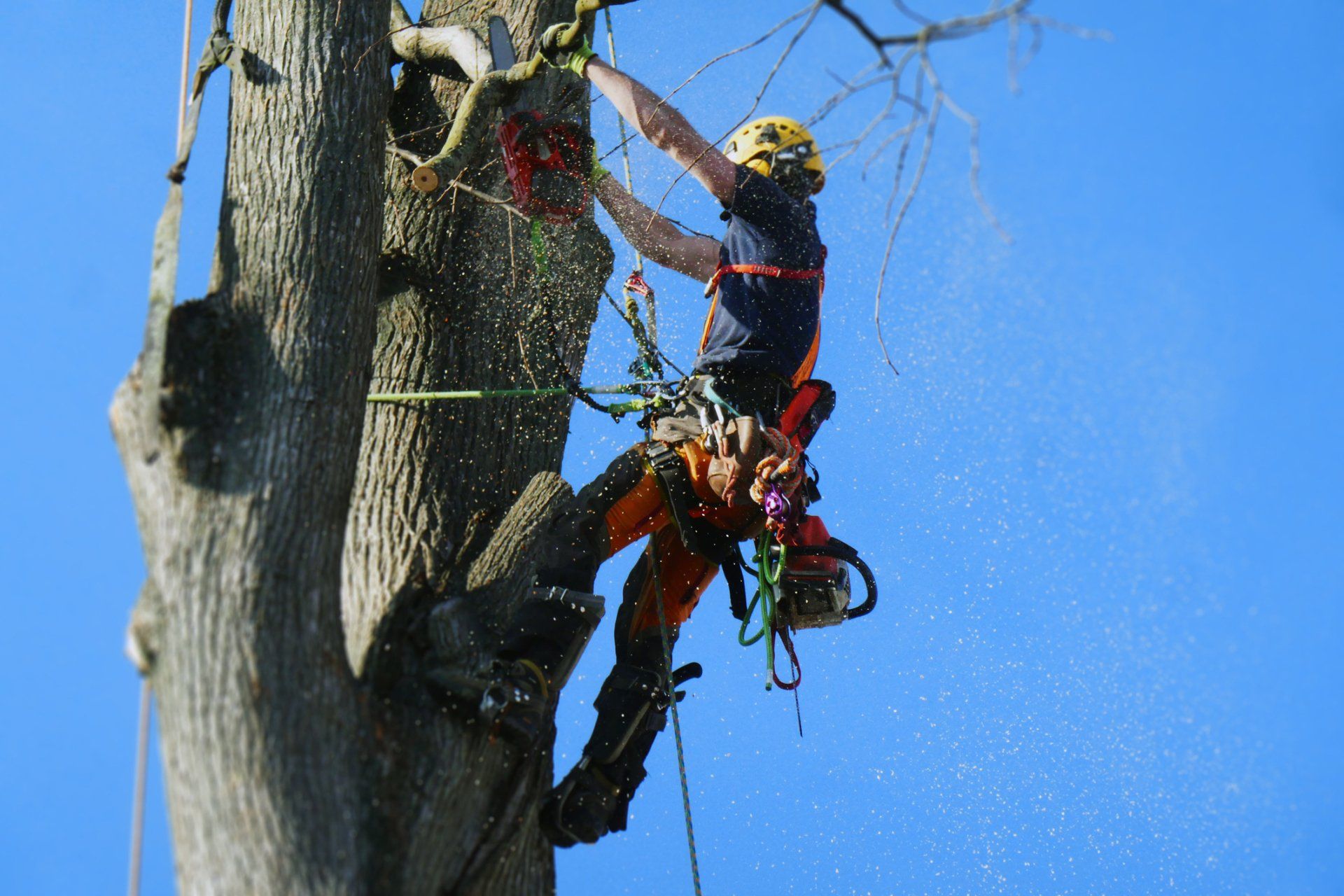 Man Removing Tree Branches Using Chainsaw — Enid, OK — Professional Tree Care