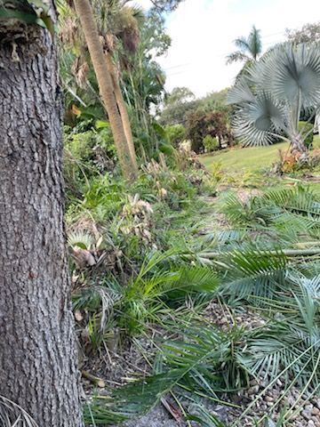 Fallen tree on house, white cars in driveway, blue sky.
