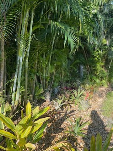 Person pruning a green bush with large gardening shears.