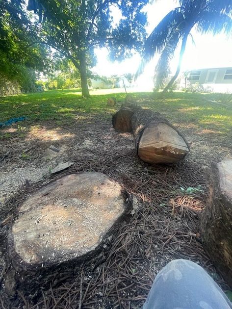 Felled tree trunk and stump on grassy ground, sunny outdoor setting.