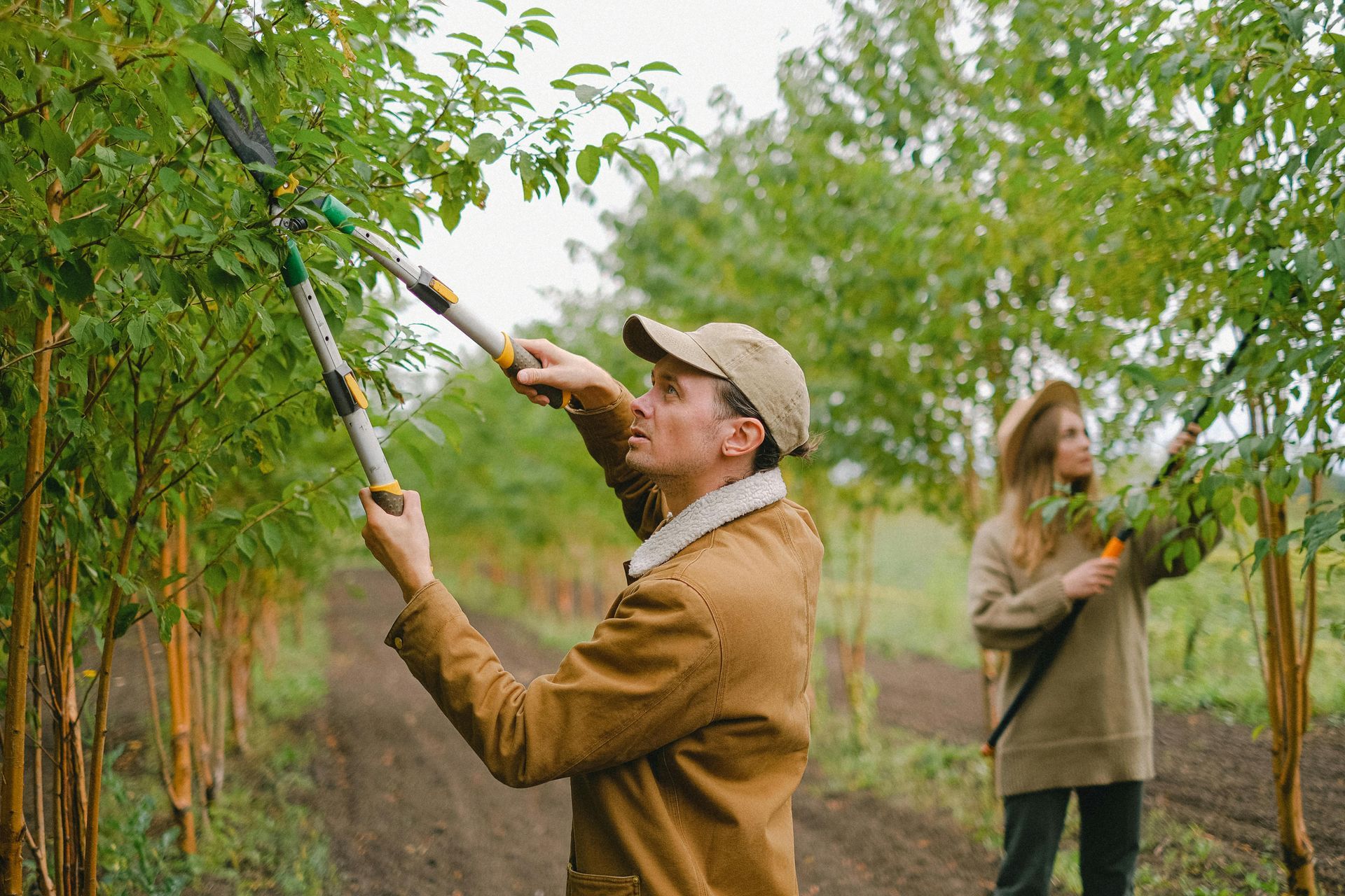 Man pruning trees with woman in background. Brown jacket, cap, green trees, outdoors.