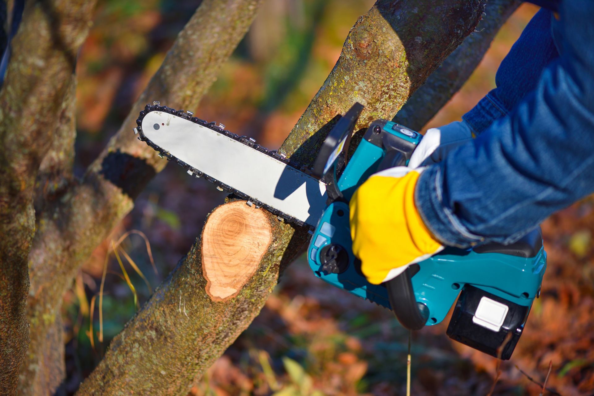 Person with yellow gloves using a teal and black chainsaw to cut a tree branch outdoors.