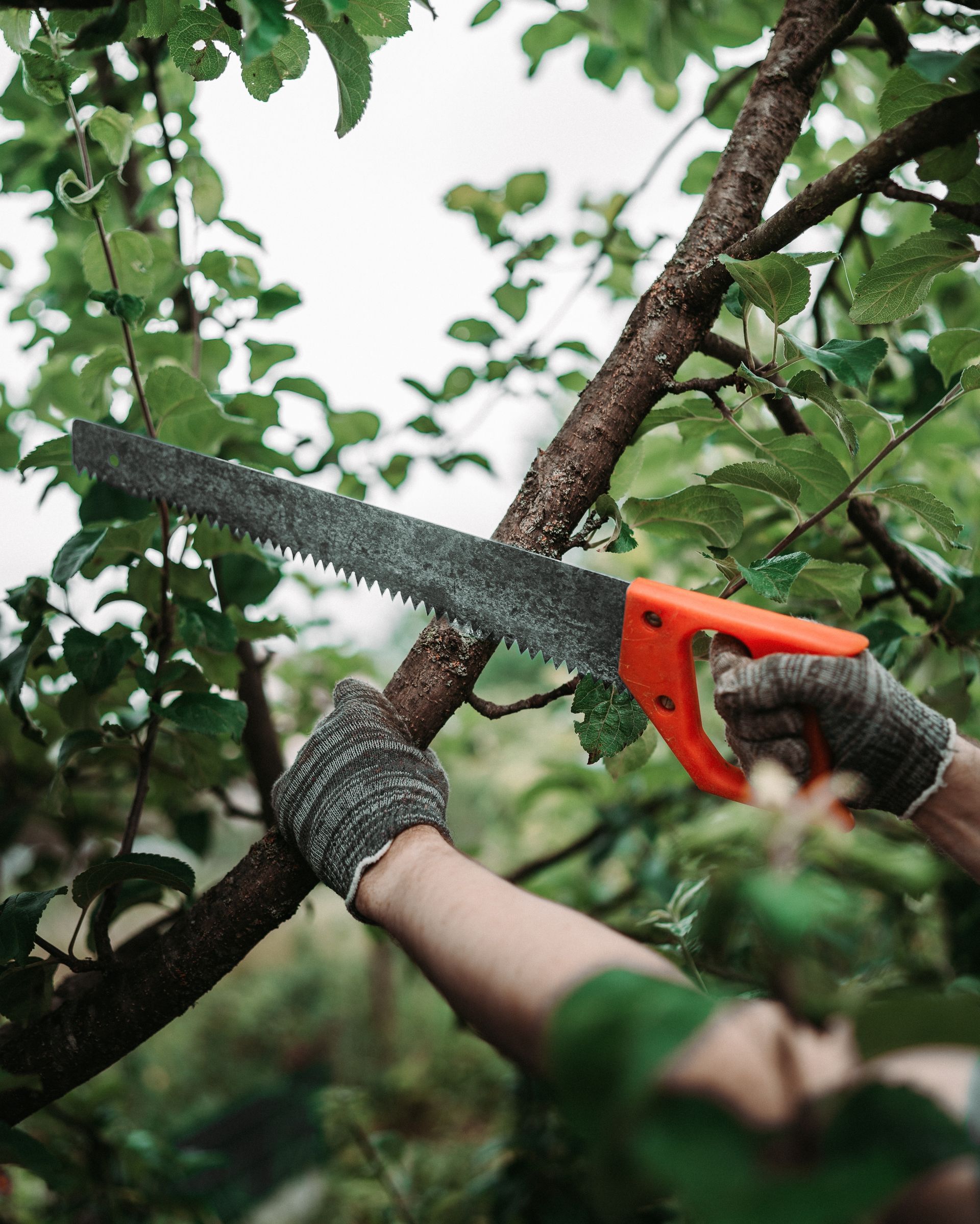 Person wearing gloves sawing a tree branch with a hand saw.