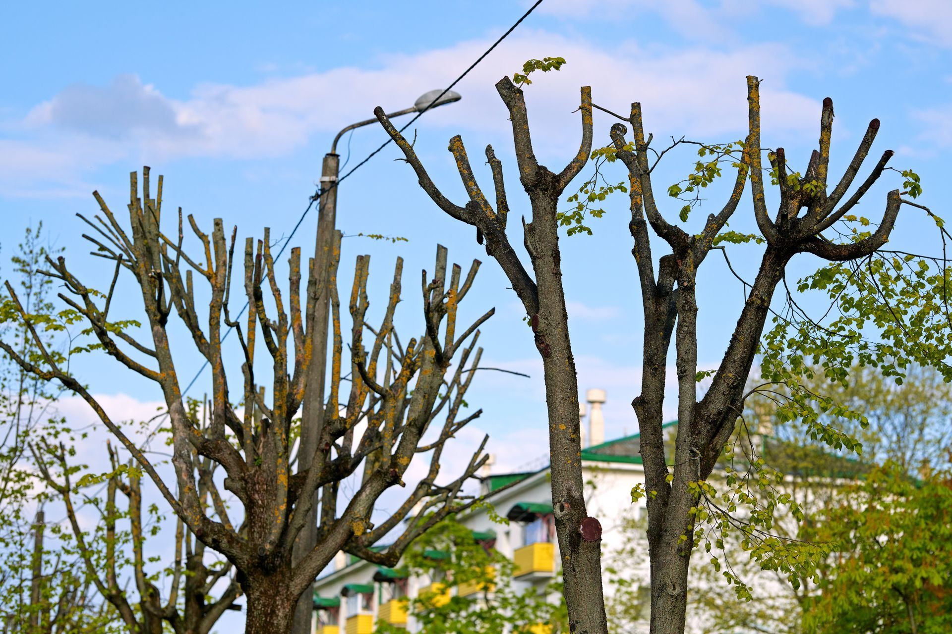 Trees heavily pruned with multiple branches against a blue sky, with a building visible in the background.