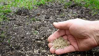 Seeding – Algonac, MI – Algonac Sand & Supply