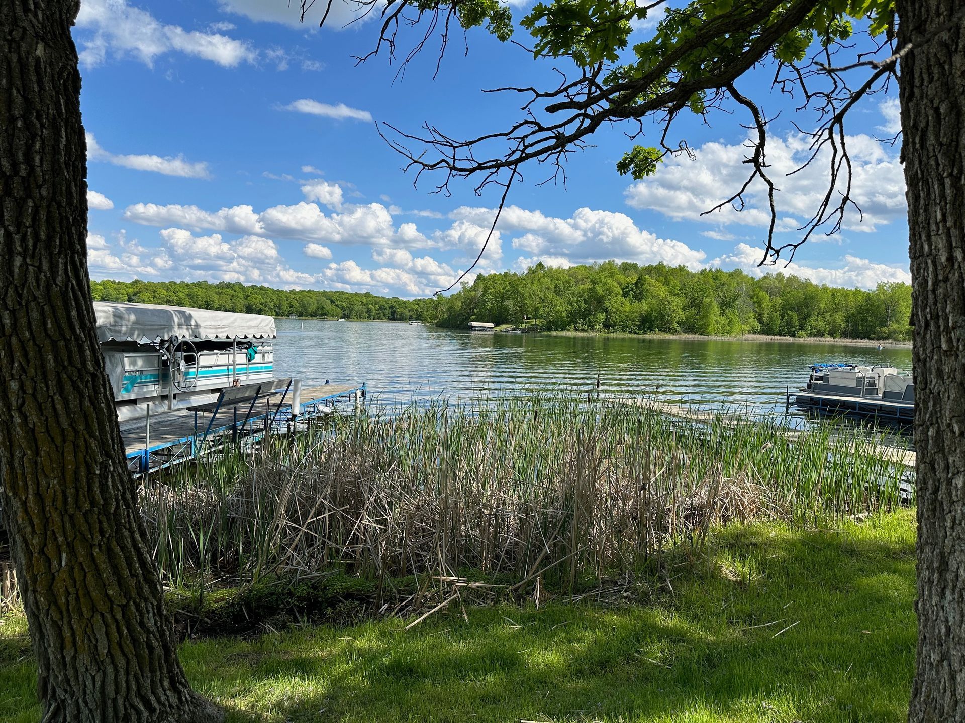 A view of a lake through a tree on a sunny day