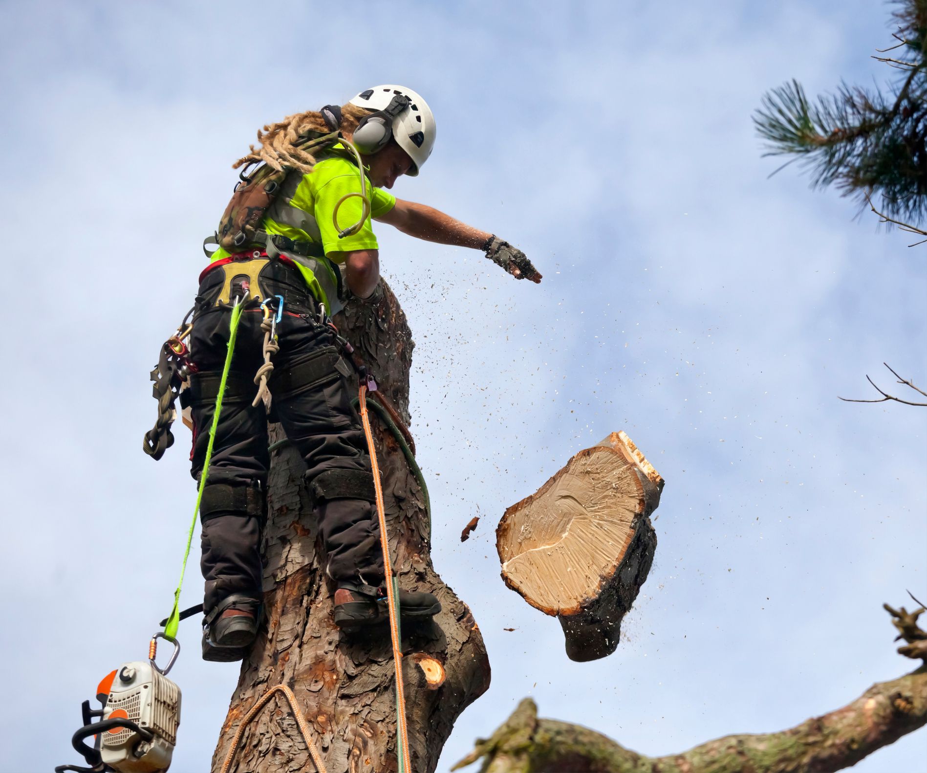 Tree Cutting