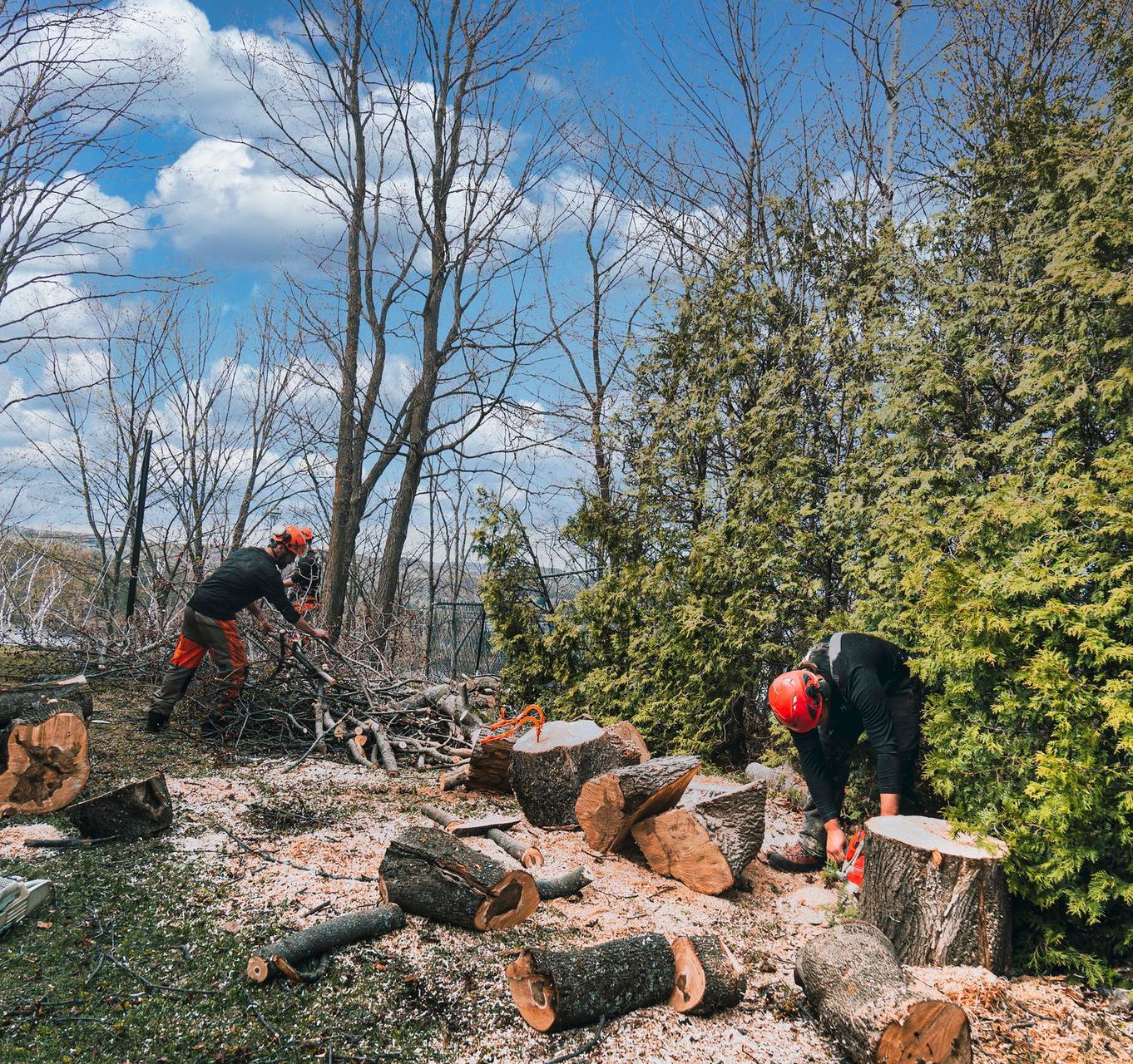 Tree Dismantling