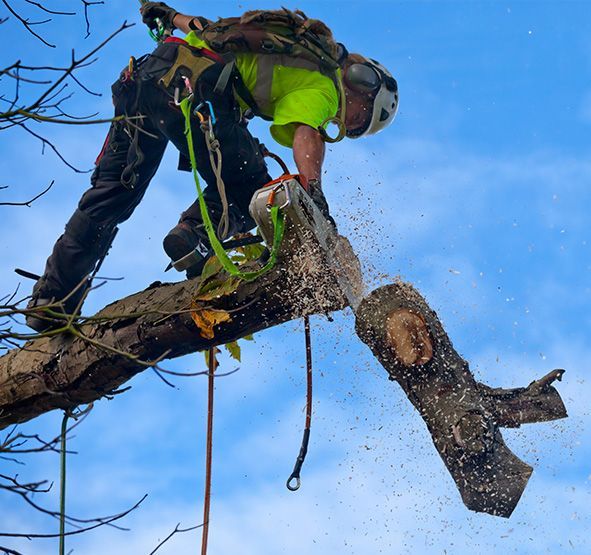 Tree Doctor