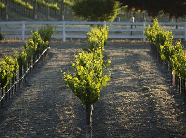 Rows of young, vibrant green grapevines stand in a sunlit vineyard, framed by a white fence in the background.