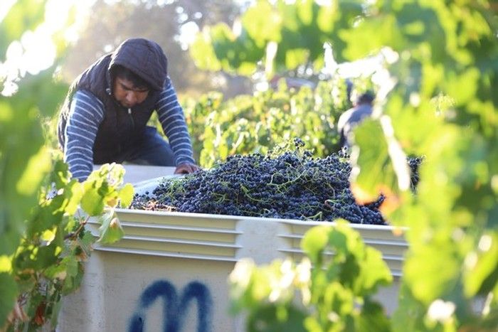 A person wearing a hooded jacket gathers freshly harvested dark purple grapes into a large white bin in a sunny vineyard.