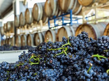 Close-up of a large pile of freshly harvested dark purple wine grapes, with blurred wine barrels in the background.