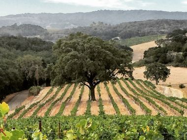 A large oak tree stands in the center of a sloping vineyard with rows of grapevines, surrounded by rolling hills.