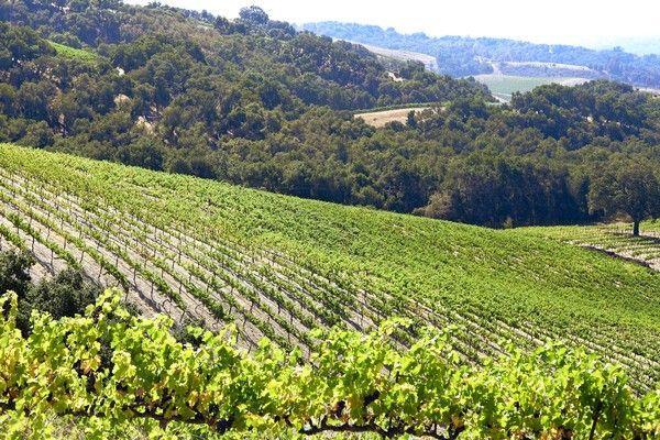 Vineyard with rows of grapevines on a rolling hillside under a clear sky, backed by a lush forest.