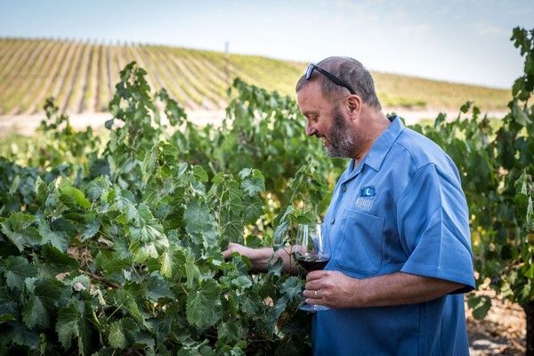 A person in a blue shirt holds a wine glass while inspecting grapevines in a sunny vineyard.