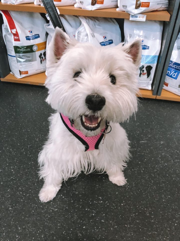 Dog Smiling — Caboolture, QLD — Eric Broad & Associates Veterinary Surgeon