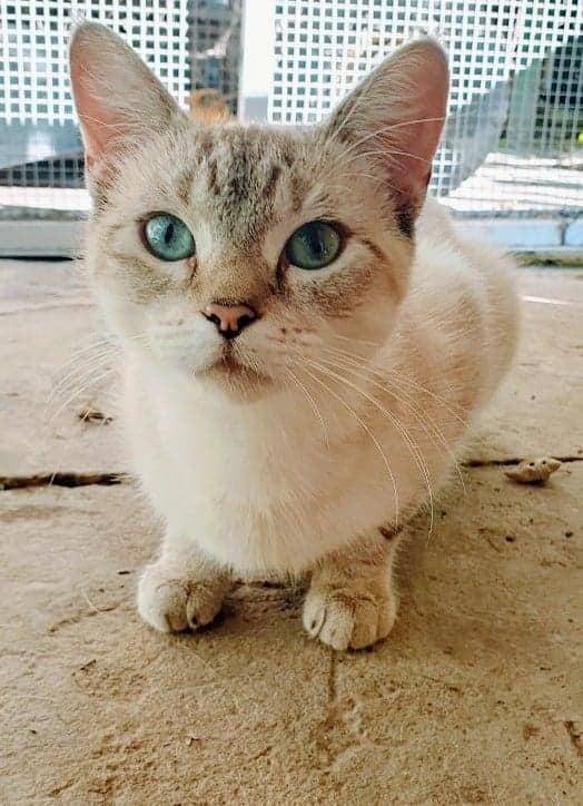 Cute Cat — Caboolture, QLD — Eric Broad & Associates Veterinary Surgeon