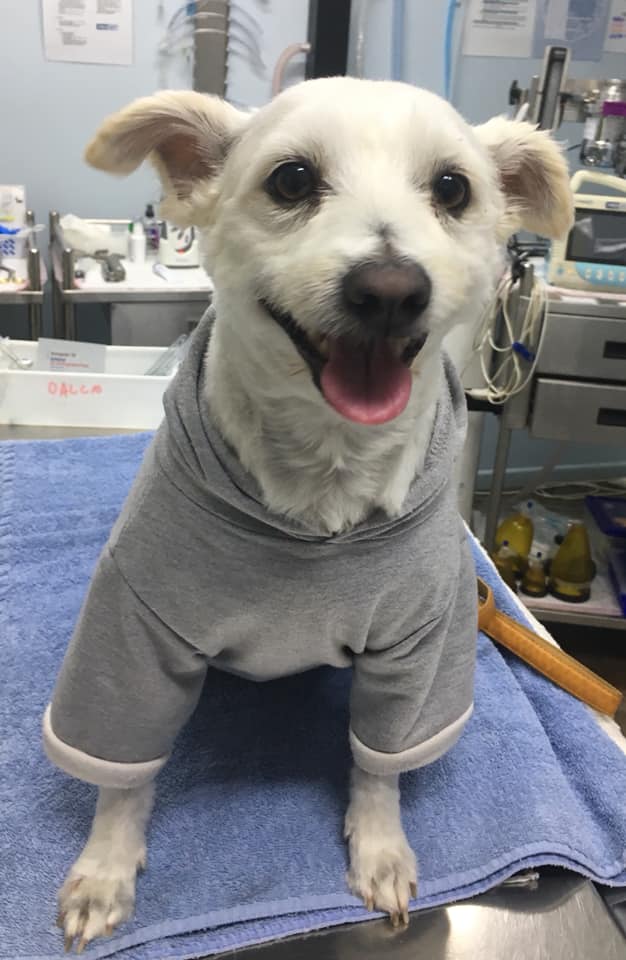 Cute Dog — Caboolture, QLD — Eric Broad & Associates Veterinary Surgeon