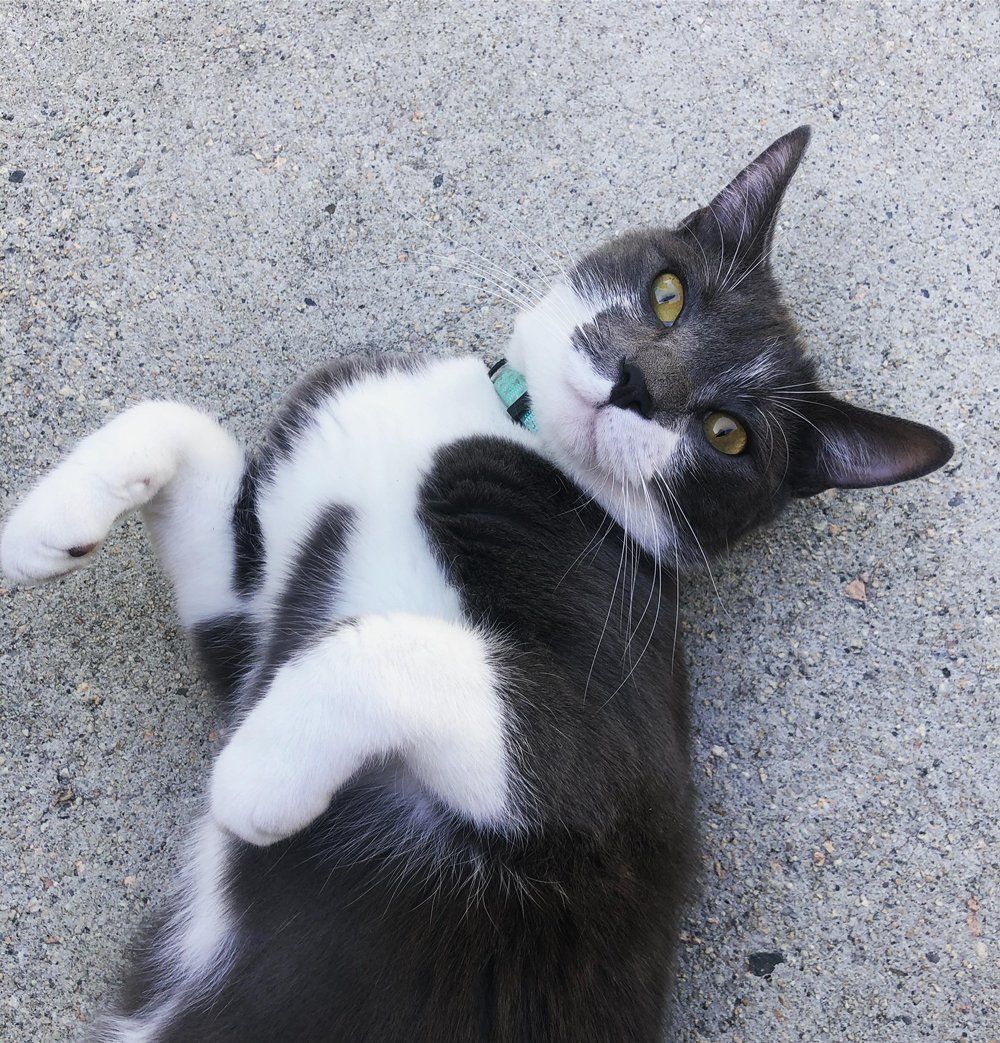 Playful Cat — Caboolture, QLD — Eric Broad & Associates Veterinary Surgeon