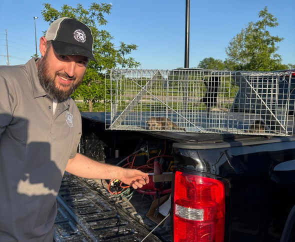 Man pointing at a cage trap holding a small animal in a truck bed; outdoors.