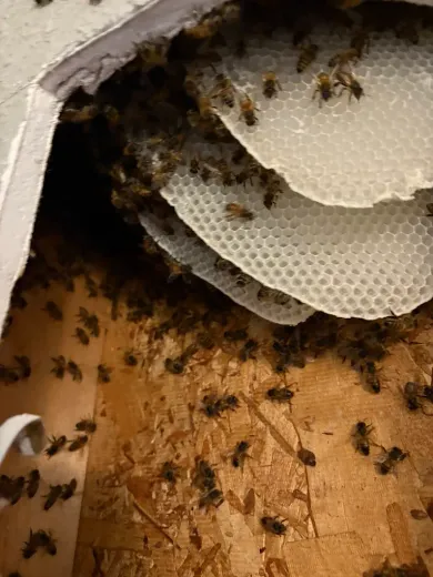 Bees swarming inside a structure, building honeycomb.
