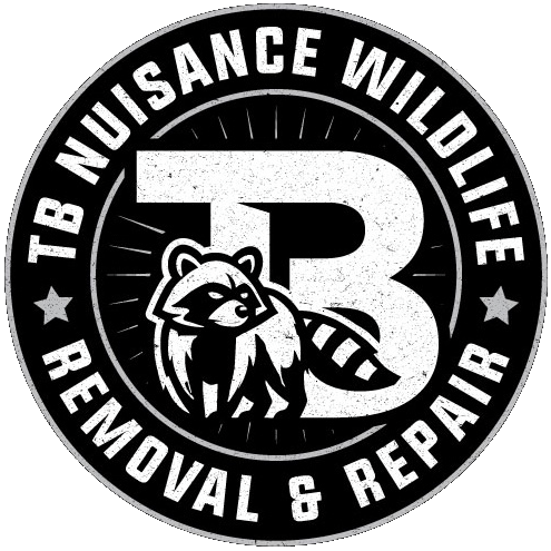 Logo for TB Nuisance Wildlife Removal & Repair: a raccoon inside a white "B" with text around the perimeter.