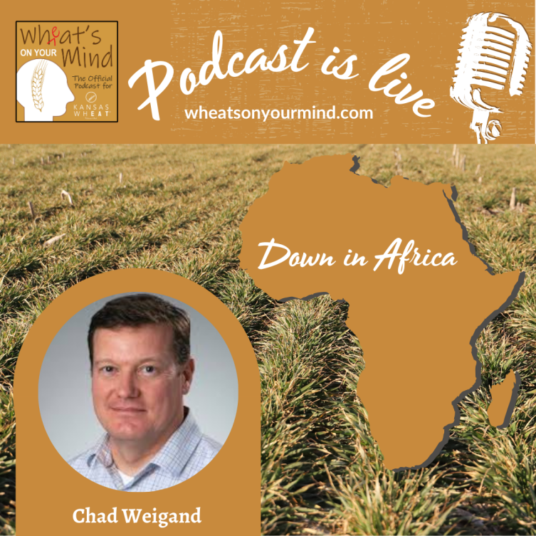 A man is featured on a podcast called down in africa for Wheat's On Your Mind
podcast for kansas wheat agriculture