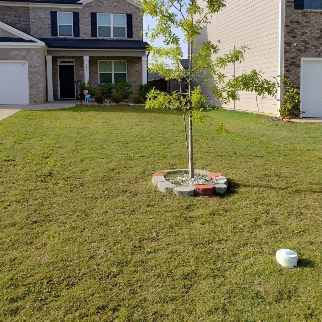 A young tree surrounded by a stone border sits in a suburban front yard in front of a brick house.
