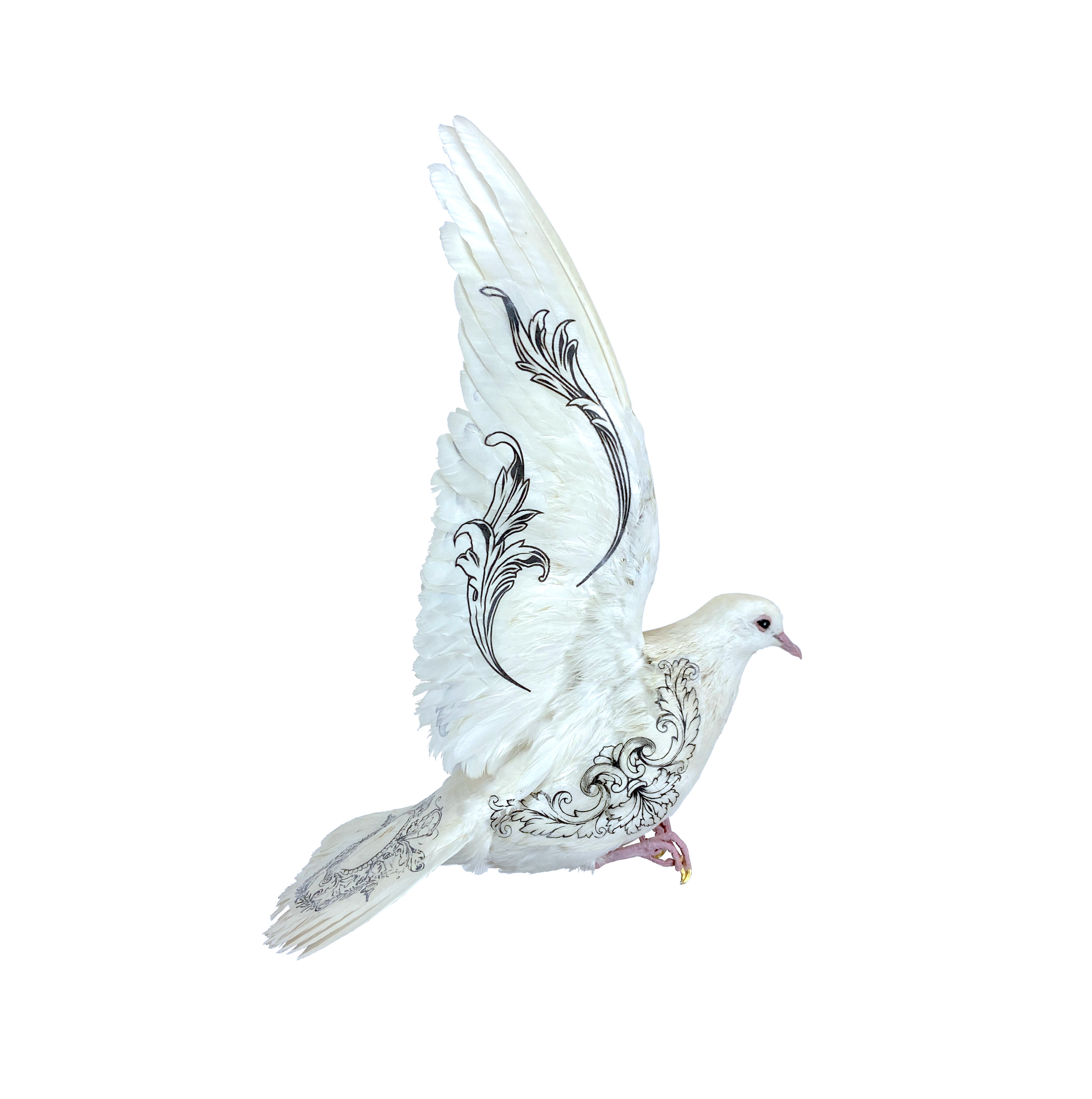 taxidermy bird, taxidermy dove, London art, taxidermy art, dove with images on, illustrated doves.