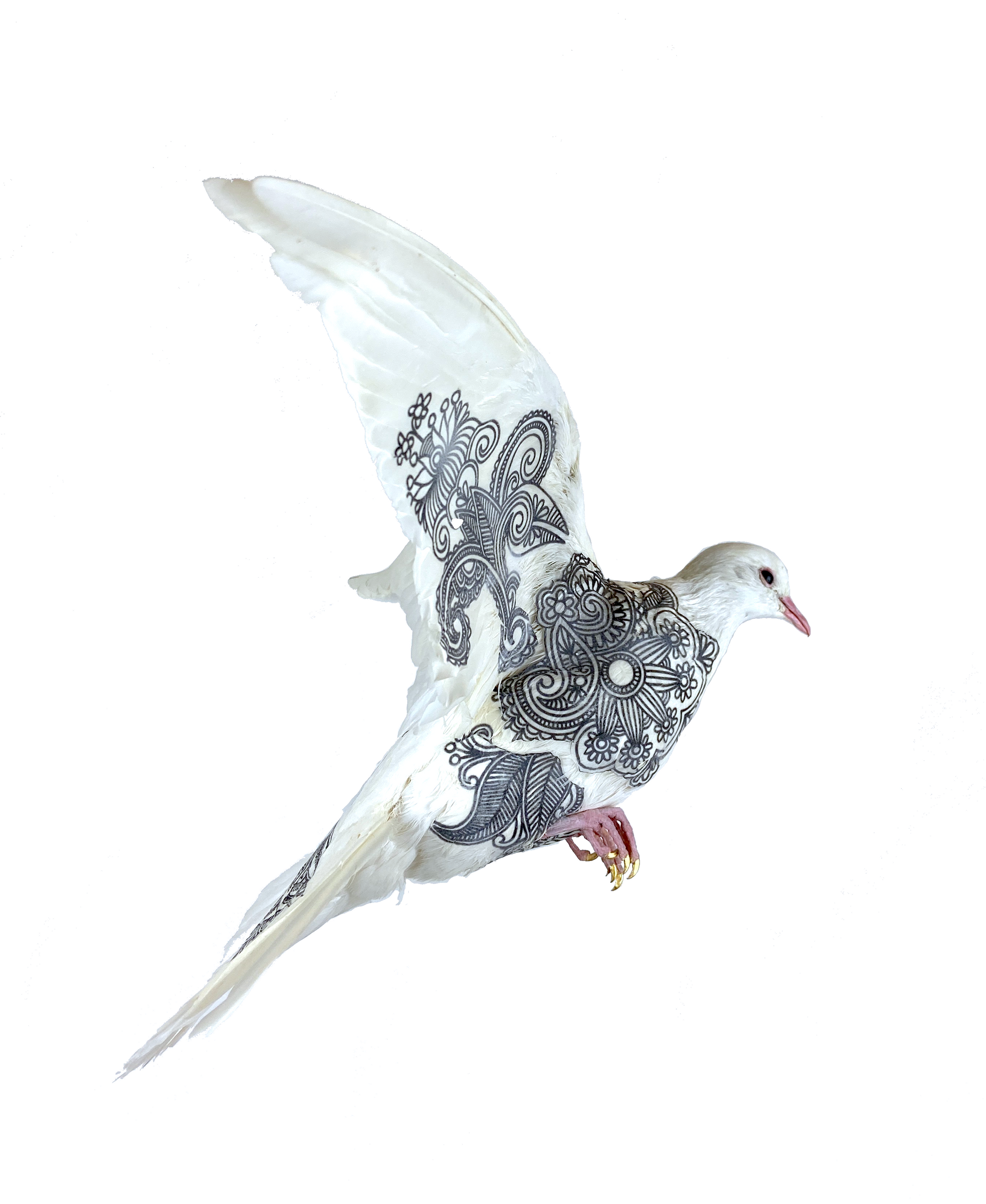 taxidermy bird, taxidermy dove, London art, taxidermy art, dove with images on, illustrated doves.